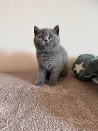 Gattina Scottish Stright Blue