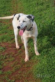 Spot, un amico fedele