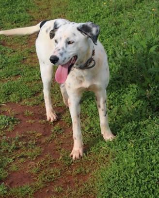 Spot, un amico fedele