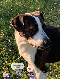 Adozione del cuore