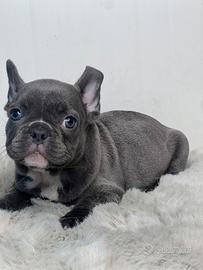 Bulldog francese