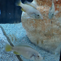 Piccoli pesci ciclidi di Haplochromis nyererei