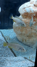 Piccoli pesci ciclidi di Haplochromis nyererei