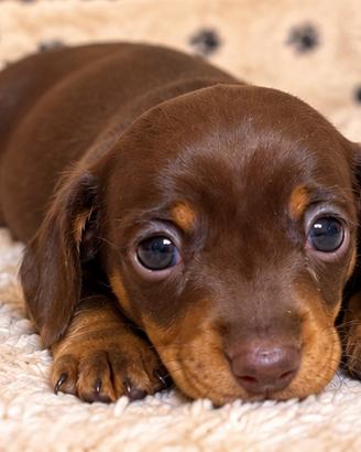 Cucciolo di bassotto cioccolato Kaninchen