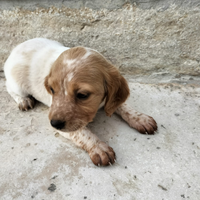 Cane Breton