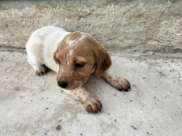 Cane Breton