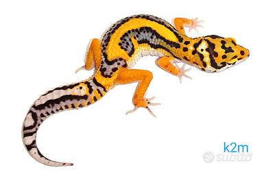 Geco leopardino colori e morph vari, valuto scambi