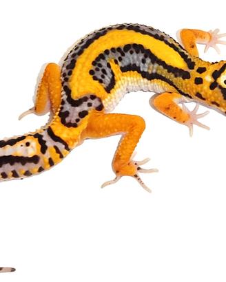 Geco leopardino colori e morph vari, valuto scambi