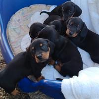 Ultimi 2 bassotti nero focato