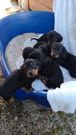 Ultimi 2 bassotti nero focato