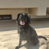 Meticcia di colore nero