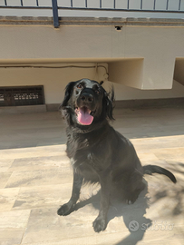 Meticcia di colore nero