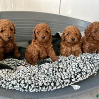 Cuccioli barboncini toy disponibili M e F