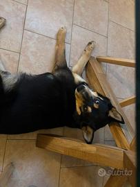 Husky/ lupo cecoslovacco