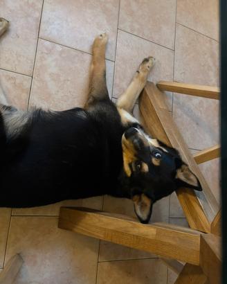 Husky/ lupo cecoslovacco