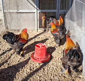 Brahma