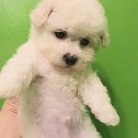 Cuccioli bichon frise'