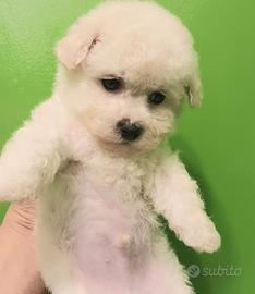 Cuccioli bichon frise'