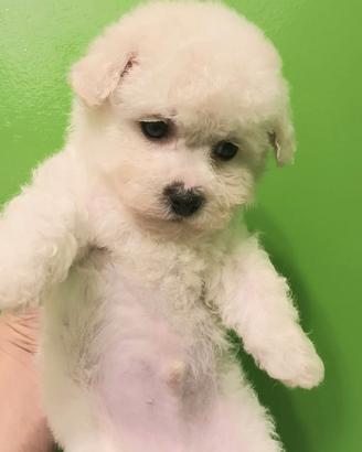 Cuccioli bichon frise'