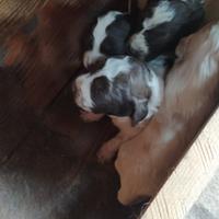 Cuccioli di Lagotto incrociato