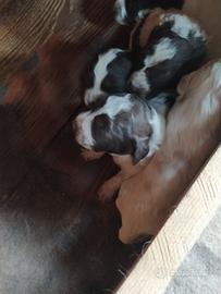 Cuccioli di Lagotto incrociato