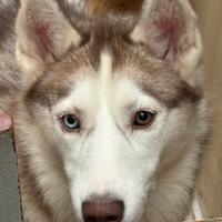 Yuki, husky siberiano?