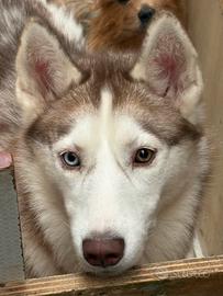 Yuki, husky siberiano?