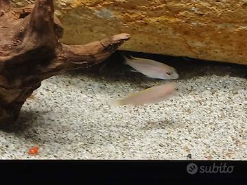ciclidi  africani malawi Pseudotropheus   acei 