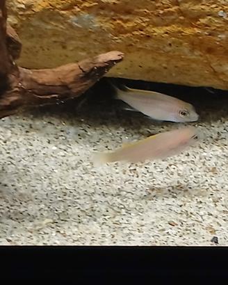 ciclidi  africani malawi Pseudotropheus   acei 