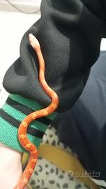 Serpente elaphe Blood amel sub adulto