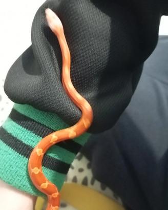 Serpente elaphe Blood amel sub adulto