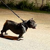 American bully micro exotic lilac