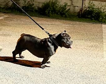 American bully micro exotic lilac