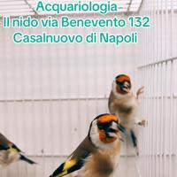 Uccelli