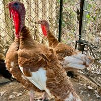 Coppia Tacchini Rosso Di Borbone