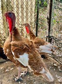 Coppia Tacchini Rosso Di Borbone