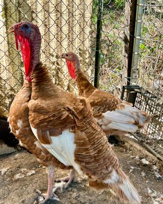 Coppia Tacchini Rosso Di Borbone
