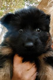 Cucciole pastore tedesco pelo lungo