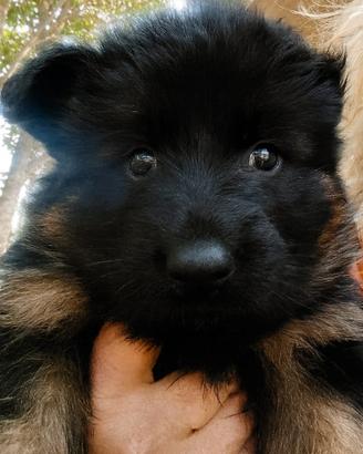 Cucciole pastore tedesco pelo lungo