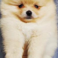 Cuccioli di pomerania