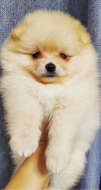 Cuccioli di pomerania