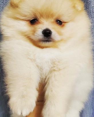 Cuccioli di pomerania