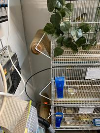 Impianto beverini automatici cardellini canarini