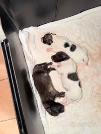 Splendidi cuccioli di Spitz tedesco taglia piccola