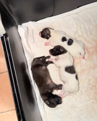 Splendidi cuccioli di Spitz tedesco taglia piccola