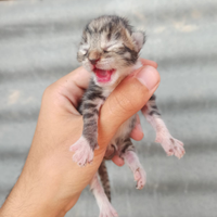 Gattini da adottare