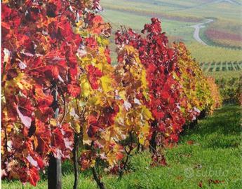 Azienda Agricola vitivinicola +noccioleti+boschi