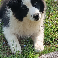 Cuccioli di Border collie da bellezza
