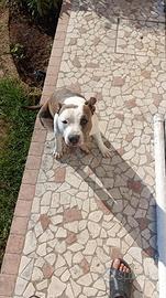 Cane Amstaff femmina