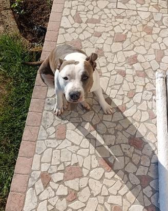 Cane Amstaff femmina